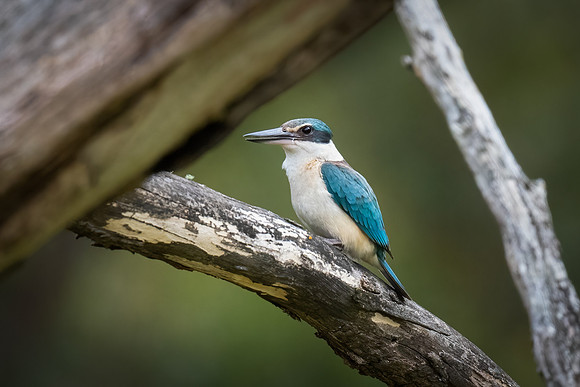 Sacred kingfisher  11_12-2022