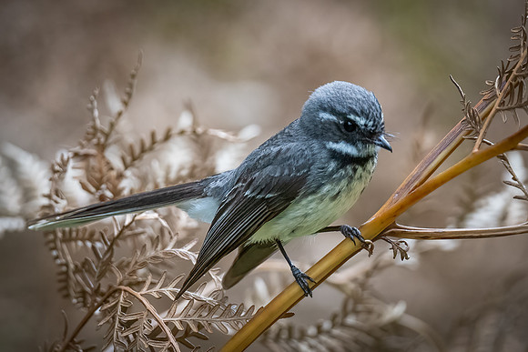 Grey fantail  11-12-2022