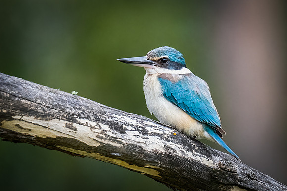 Sacred kingfisher  11_12-2022