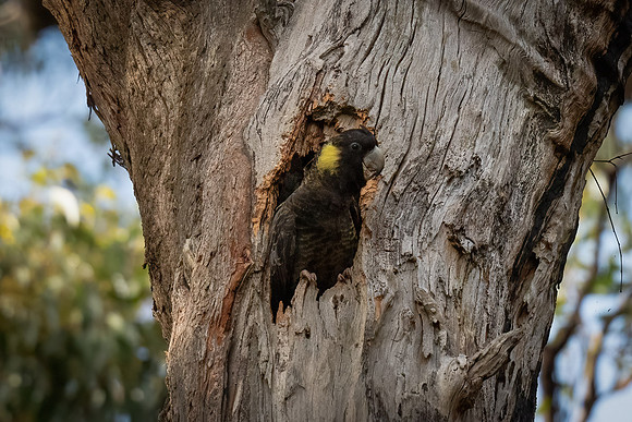 Yellow-tailed black cockatoo  4-12-2022
