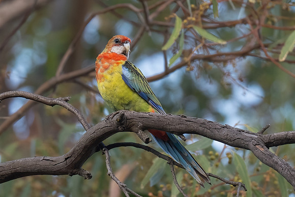 Eastern Rosella