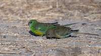Red-rumped Parrot