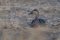 Pacific Black Duck