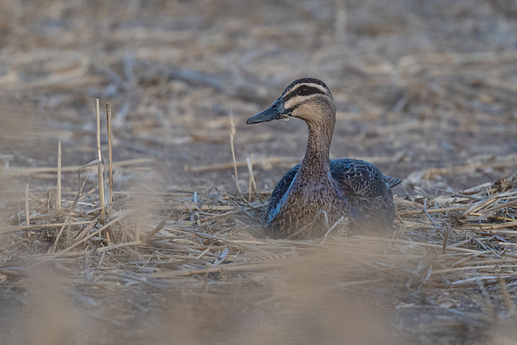 Pacific Black Duck