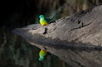 Red-rumped Parrot