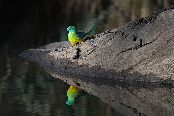 Red-rumped Parrot
