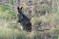 Swamp Wallaby