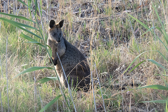 Swamp Wallaby
