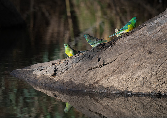 Red-rumped Parrot
