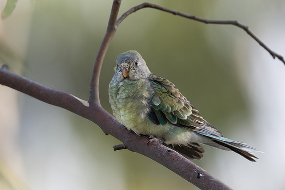 Red-rumped Parrot