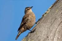 Brown Treecreeper