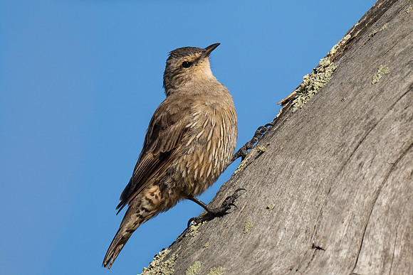 Brown Treecreeper