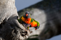 Rainbow Lorikeet