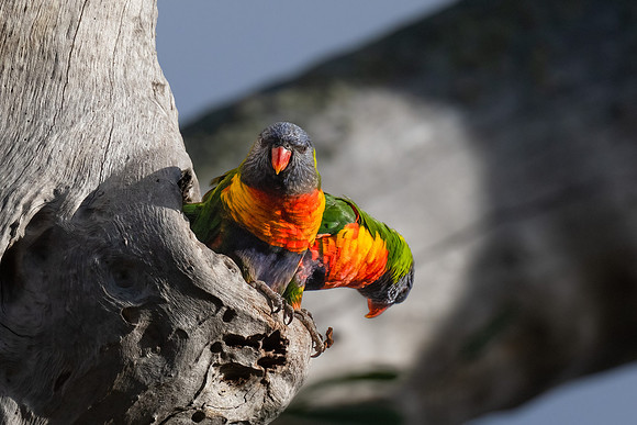 Rainbow Lorikeet