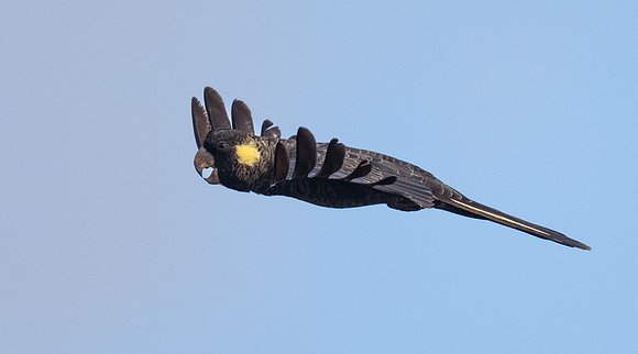 Yellow-tailed Black Cockatoo
