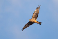 Black Kite
