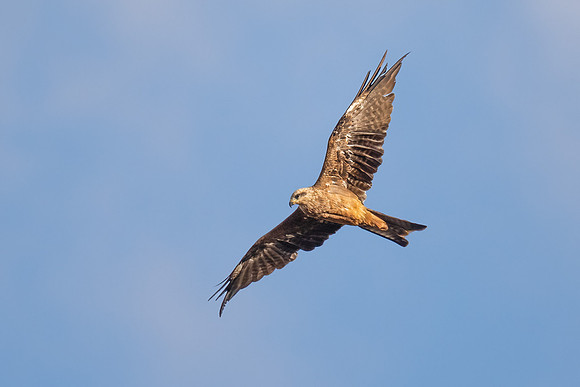 Black Kite