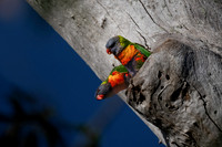 Rainbow Lorikeet