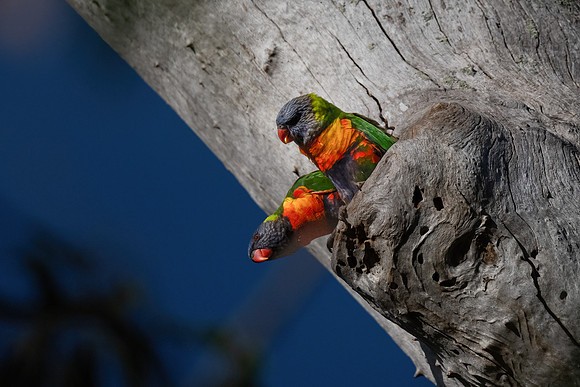 Rainbow Lorikeet