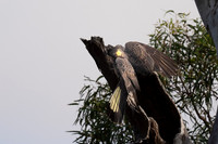 Yellow-tailed Black Cockatoo