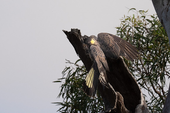 Yellow-tailed Black Cockatoo