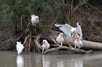Long-billed Corellas