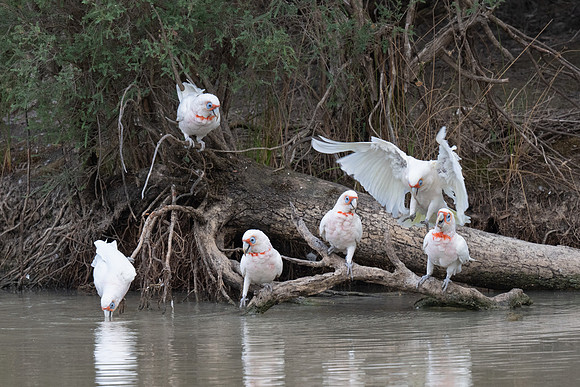 Long-billed Corellas