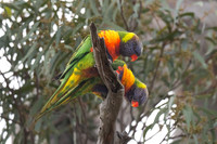 Rainbow Lorikeet