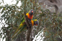 Rainbow Lorikeet