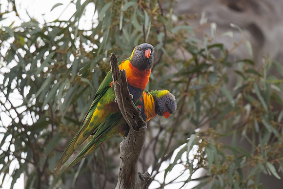 Rainbow Lorikeet