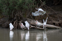 Long-billed Corellas