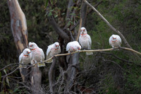 Long-billed Corellas