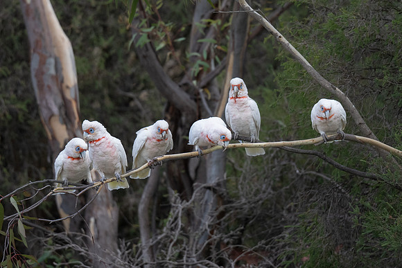 Long-billed Corellas
