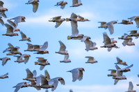 Long-billed Corellas