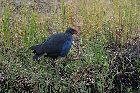 Dusky Moorhen