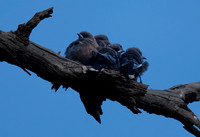 Dusky Woodswallows