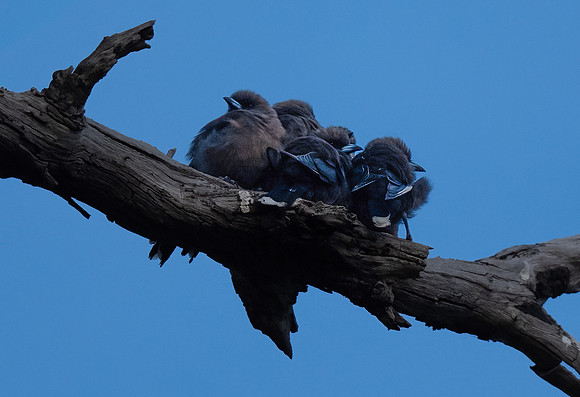 Dusky Woodswallows