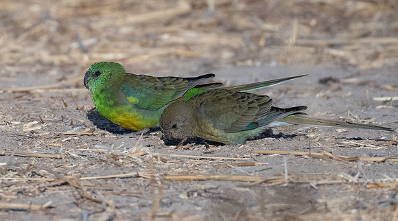 Red-rumped Parrot  01-02-2026