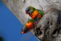 Rainbow Lorikeet   01-02-2026