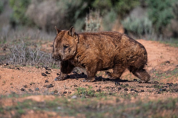 Southern Hairy-nosed Wombat
