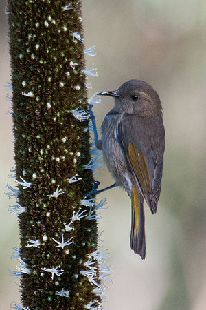 Crescent Honeyeater (f)