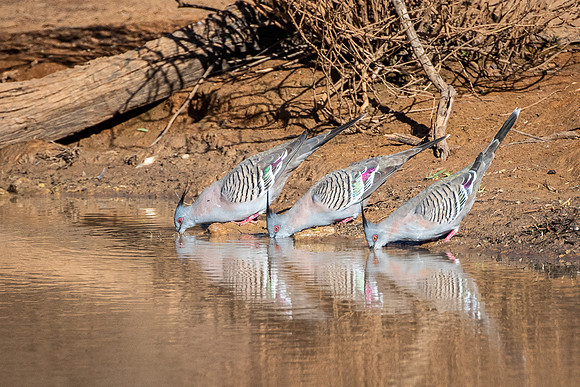 Crested pigeons