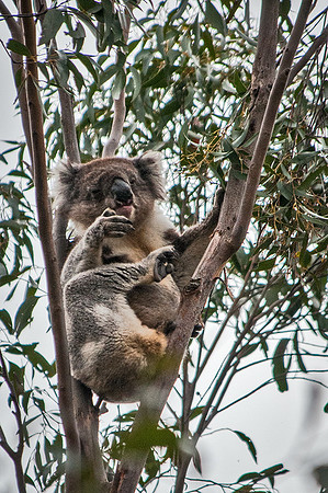 Koala