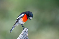 Scarlet Robin  23-03-2026