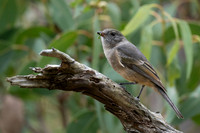 Golden Whistler (f)  25-03-2026