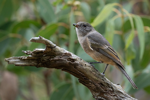 Golden Whistler (f)  25-03-2026