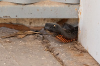 Red-bellied Black Snake  09-01-2026