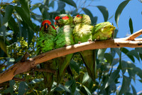 Musk Lorikeets  09-03-2026