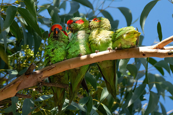 Musk Lorikeets  09-03-2026