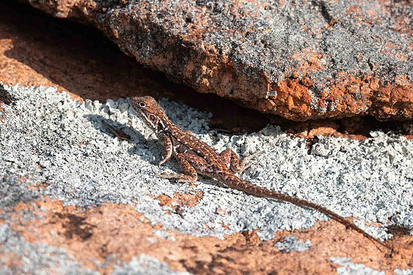 Peninsula Rock Dragon
